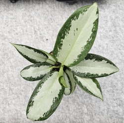 Aglaonema SIlver Blue / Green Bowl - M