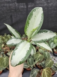 Aglaonema Green Bowl - M