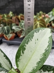 Aglaonema Green Bowl - M