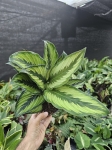 Goeppertia (Calathea) Beauty Star - M