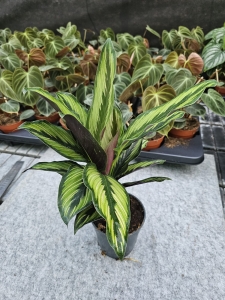  Goeppertia (Calathea) Beauty Star - M