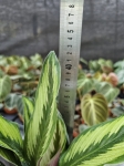 Goeppertia (Calathea) Beauty Star - M