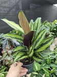 Goeppertia (Calathea) Beauty Star - M