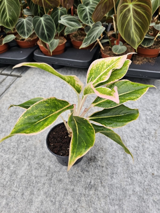 Aglaonema Pink Aurora - M