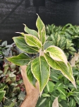 Aglaonema Pink Aurora - M