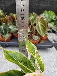 Aglaonema Pink Aurora - M