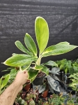 Aglaonema Madagascar - M