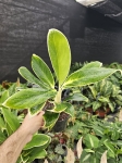 Aglaonema Madagascar - M