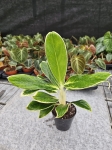 Aglaonema Madagascar - M