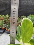 Aglaonema Madagascar - M