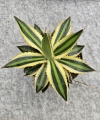 Agave lophantha Quadricolor - M
