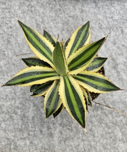 Agave lophantha Quadricolor - M