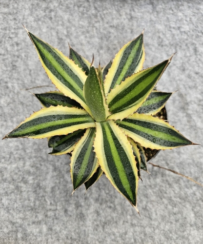 Agave lophantha Quadricolor - M