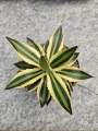 Agave lophantha Quadricolor - M