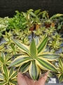 Agave lophantha Quadricolor - M