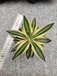 Agave lophantha Quadricolor - M