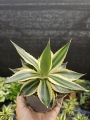 Agave lophantha Quadricolor - M