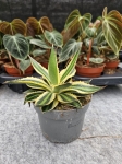 Agave lophantha Quadricolor - M