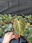 Philodendron El Choco Red - M