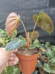 Philodendron El Choco Red - M