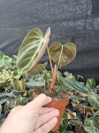 Philodendron El Choco Red - M