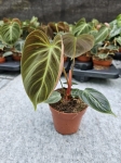 Philodendron El Choco Red - M