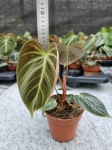 Philodendron El Choco Red - M
