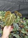 Philodendron El Choco Red - M