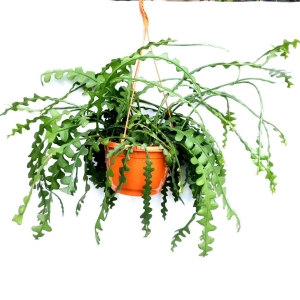 Epiphyllum anguliger