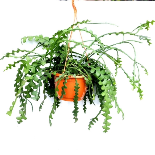 Epiphyllum anguliger