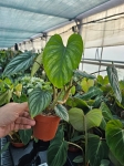 Philodendron mamei - L