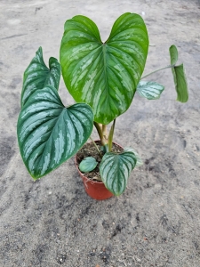 Philodendron mamei  - L