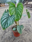 Philodendron mamei - L