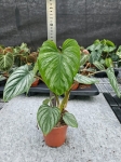 Philodendron mamei - L