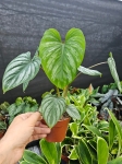 Philodendron mamei - L