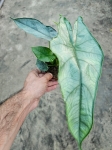 Alocasia Dragon Breath