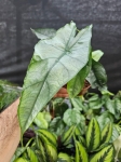 Alocasia Dragon Breath