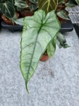 Alocasia Dragon Breath