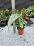 Alocasia Dragon Breath