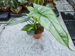 Alocasia Dragon Breath