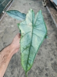 Alocasia Dragon Breath