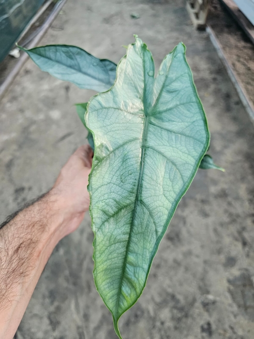 Alocasia Dragon Breath