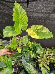 Alocasia gageana variegata - L