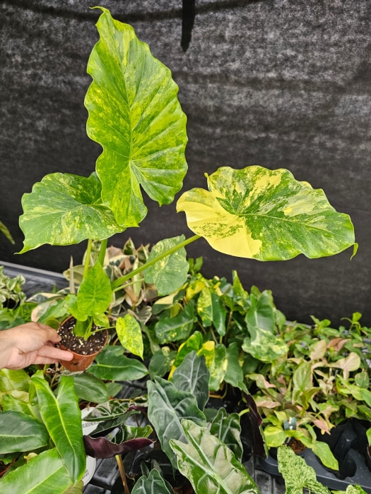 Alocasia gageana variegata - L