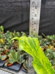 Alocasia gageana variegata - L