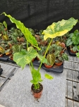 Alocasia gageana variegata - L
