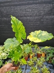 Alocasia gageana variegata - L