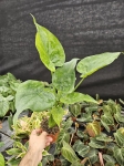 Alocasia cucullata variegata - L
