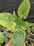 Alocasia cucullata variegata - L