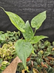 Alocasia cucullata variegata - L